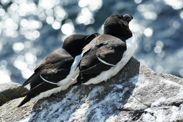 razorbills, île de mai - may photos et images de collection