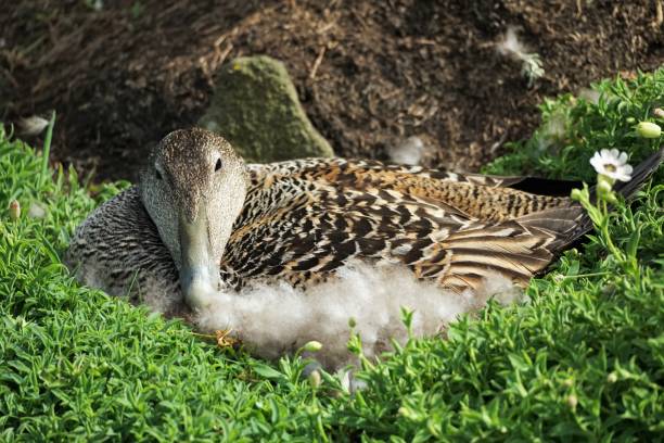 Eider Duck, Isle of May Isle of May, Fife, Scotland - 23 May 2022: A female eider duck is sitting in a sheltered spot on the Isle of May, a short boat trip from Anstruther, in the Firth of Forth. eider duck stock pictures, royalty-free photos & images