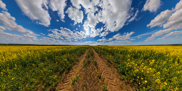 Blooming canola field with tractor gauge and blue sky with white clouds - ultrawide panorama in rectlinear projection.