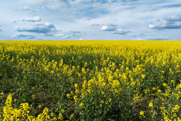 istock Blooming canola field and blu sky with white clouds 1406337964