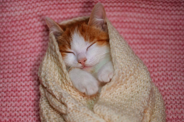 istock little kitten wrapped in a white scarf 1406338006