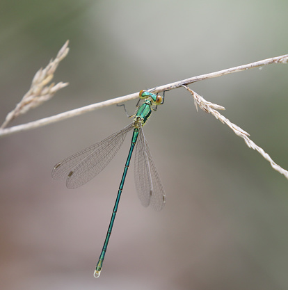 The macro shot of the beautiful dragon fly sitting in the grass in the sunny summer or spring day