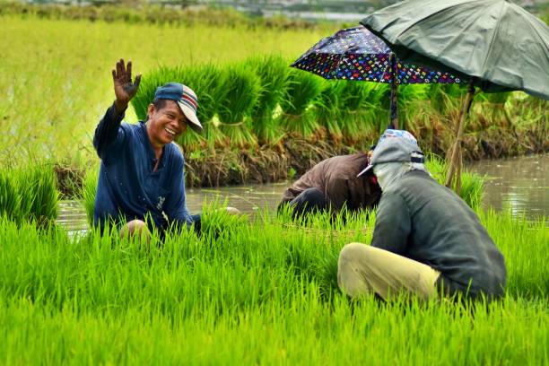 Hello Farmer Farmers pulling rice seedlings to prepare for transplanting. agricultural occupation stock pictures, royalty-free photos & images