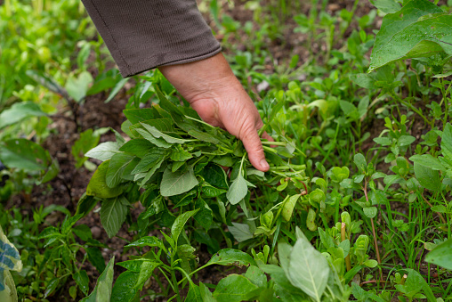 Farmer women holding freshly harvested spinach, darı mancarı, leaves, vegetables from local farming, organic produce, fall harvest.