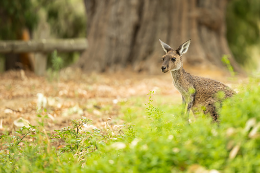 A curious Kangaroo is looking at us in bush, Yanchep national park, Australia