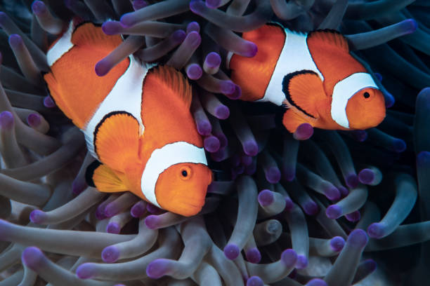 istock Clownfish Couple, Raja Ampat, Indonesia 1406340931