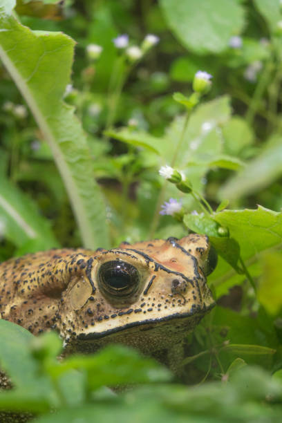 istock Closeup of big brown toad on the wild garden 1406340936