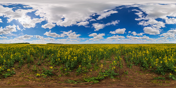 360 by 180 seamless degree full spherical panorama of summer day blossomong yellow rapseed colza field in eqirectangular projection