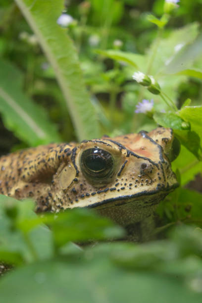 istock Closeup of big brown toad on the wild garden 1406341522