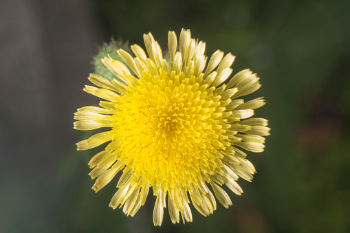 Field of dandelions