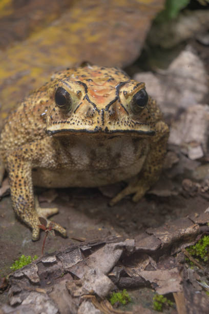 istock Closeup front view of big brown toad on the wild garden 1406341784