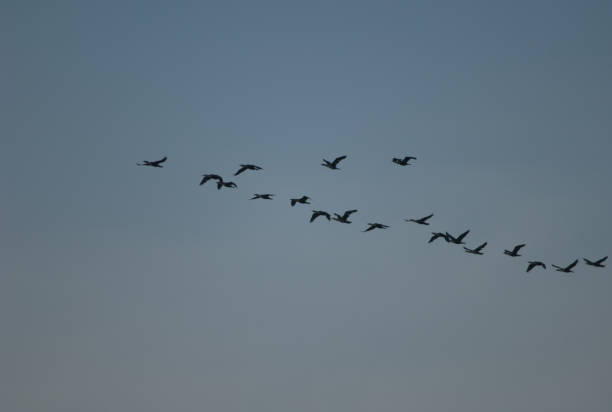 istock Formation of great cormorants in flight. 1406342037