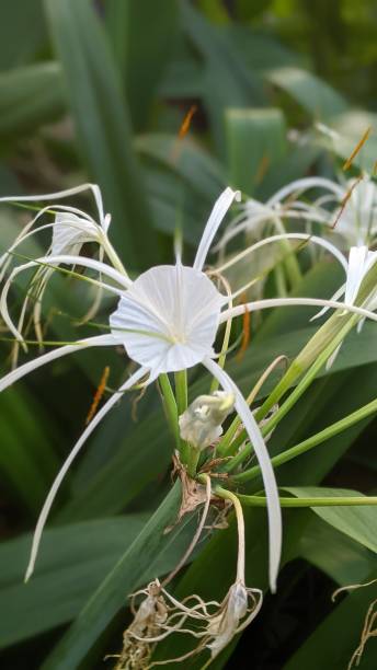 istock Hymenocallis speciosa 1406342088