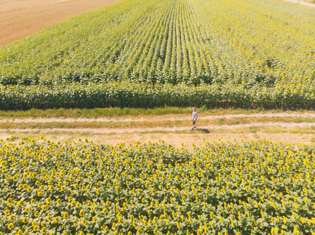 istock Growing sunflower agricultural field 1406342683