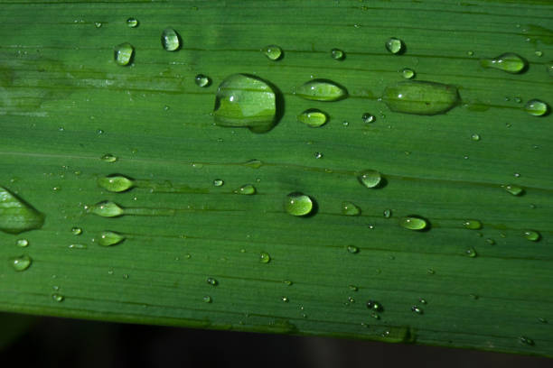 istock Corn leaf with shiny dew drops and an ant closeup detail 1406343375