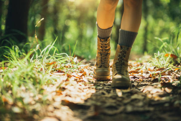 Woman hiker hiking on forest trail stock photo
