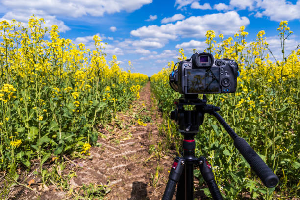 istock modern professional mirrorless camera on tripod shooting yellow field on tripod, closeup 1406344446