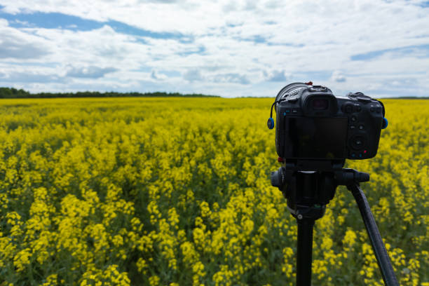 istock modern professional mirrorless camera on tripod shooting yellow field on tripod, closeup 1406344454