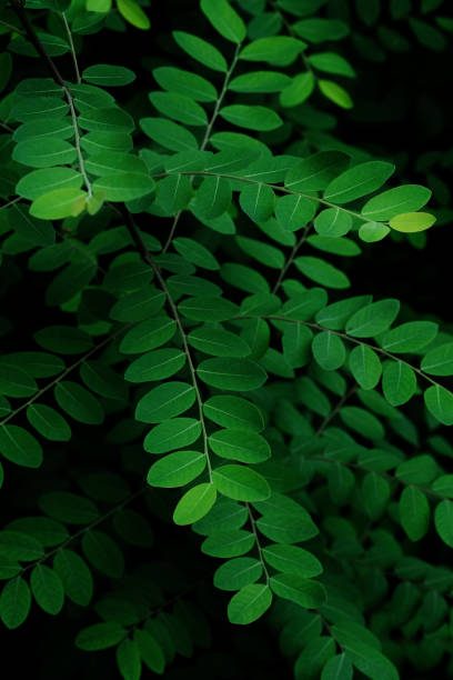 istock green leaf in green park 1406345679