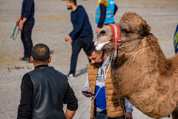 Bodrum, Turkey - 8th Jan. 2022: Traditional camel wrestling in Bodrum, Aegean Region of Turkey. Colorfully dressed camels prepared for fight. They wear mouth cover against biting. People gather for picnic, while watching the event. It is a very soft , not brutal, animal combat sport and nobody, neither camels get hurt.