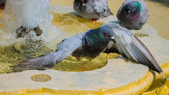 A multicolored pigeon bathing in a fountain