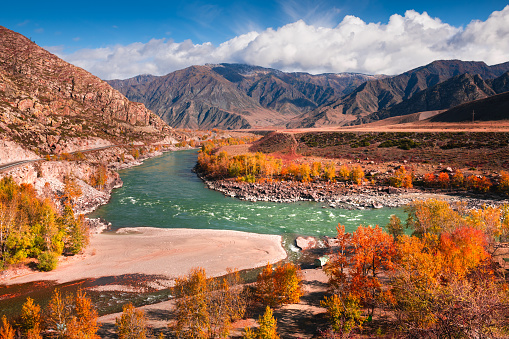 Autumn landscape of Katun river and mountains with yellow trees in Altai, Siberia, Russia. Beautiful autumn landscape.