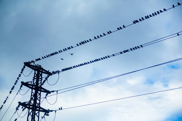 istock Black birds on electric wires in a cloudy day 1406350488