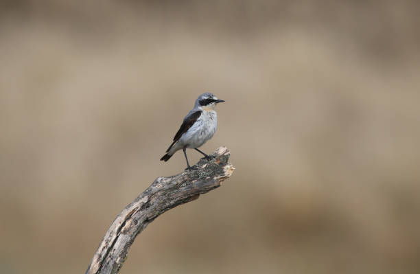 istock Northern wheatear male (Oenanthe oenanthe) 1406351594