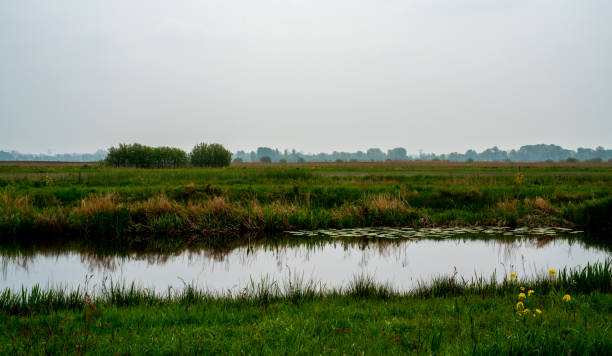 istock Channel in the marshlands on a sunny winter day 1406352331