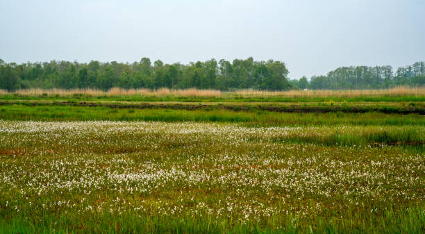 marshland covered with common cottongrass (eriophorum angustifolium) - cotton grass sedge grass nature imagens e fotografias de stock