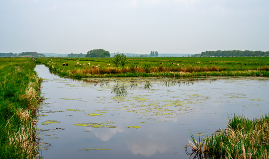 Wetlands in a nature reserve in the Netherlands