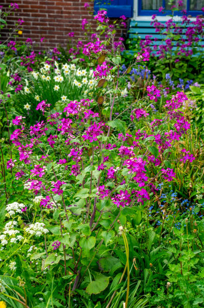 istock Close up of Annual honesty (Lunaria rediviva) 1406352370