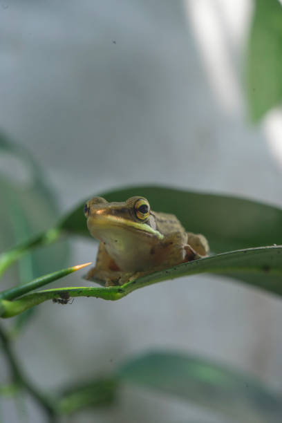 istock Small golden frog stays peacefully on green leaf 1406352621