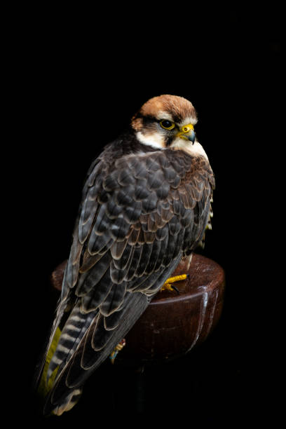 close-up vista de um falcão lanner domado em um banquinho isolado em um fundo preto - lanner falcon - fotografias e filmes do acervo