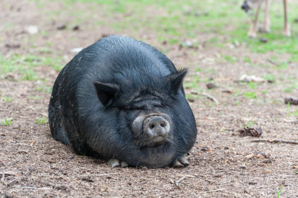 istock Fat Black Pig Sitting on the Ground 1406353574