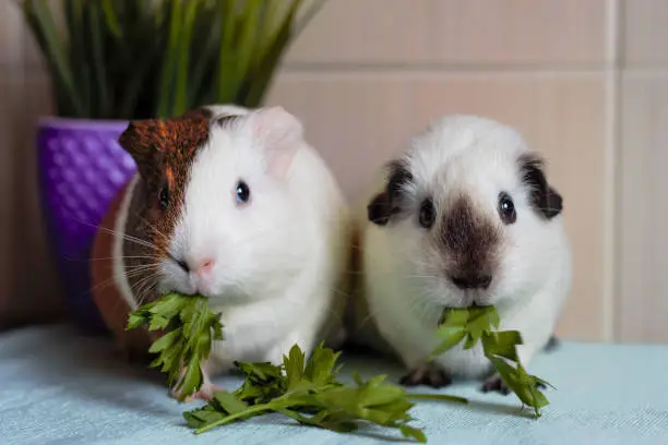 White and multicolored guinea pigs eating green parsley together, love animal concept