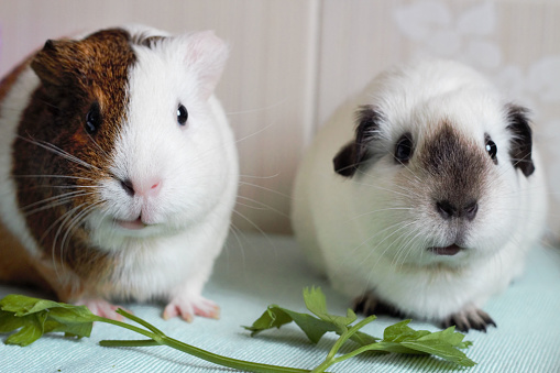 White and multicolored guinea pigs eating green parsley together, love animal concept