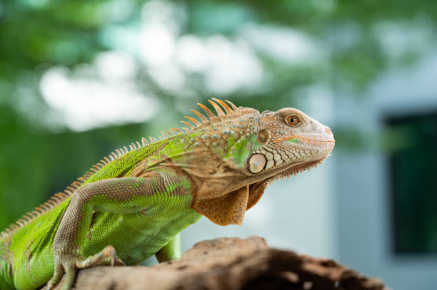 istock lizard, animal, green lizard with blur background 1406354159