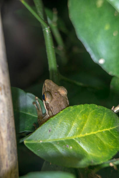 istock Yellowish brown frog head appear on lime tree branches 1406355084