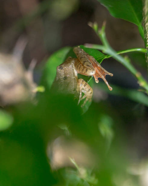 istock Yellowish brown frog leg on lime tree branches 1406355312