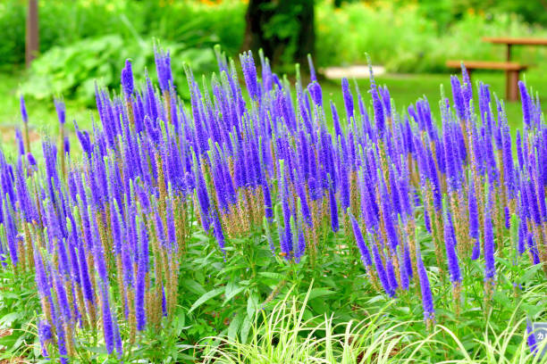 Veronica spicata, commonly known as spike speedwell, is an upright, herbaceous perennial that produces a summer-long bloom of tiny, star-shaped, violet-blue flowers in dense, long-flowering, spike-like terminal racemes atop stems rising well above a foliage mound. Foliage consists of toothed, narrow, medium green leaves. This species is native to northern Europe and Asia. Flowers bloom from mid-June to August.