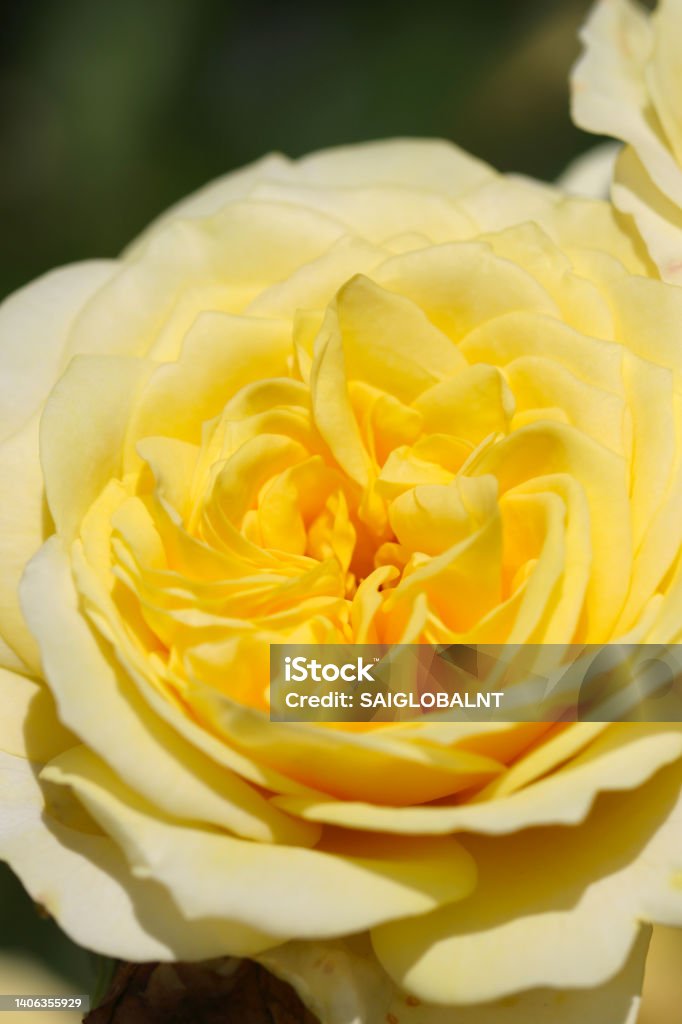 Pastel cream yellow rose flower "Ruru (Japan 2006)", close up macro photography. Beauty Stock Photo