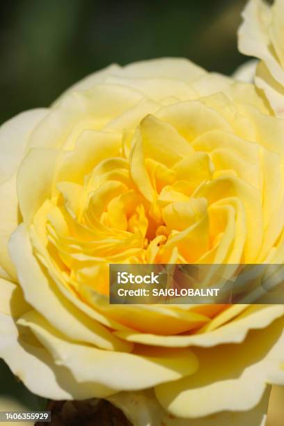 Pastel Cream Yellow Rose Flower Ruru Close Up Macro Photography Stock Photo - Download Image Now