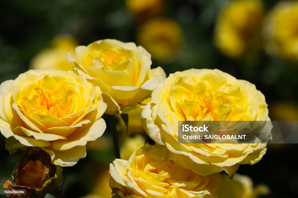 Pastel cream yellow rose flower "Ruru (Japan 2006)", close up macro photography. Beauty Stock Photo