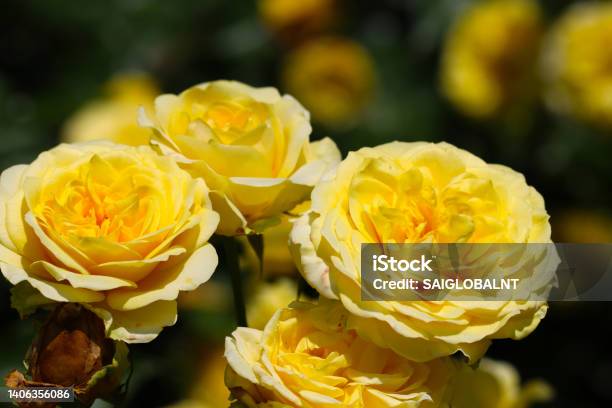 Pastel Cream Yellow Rose Flower Ruru Close Up Macro Photography Stock Photo - Download Image Now