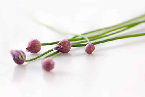 Chive buds laying on a white table.