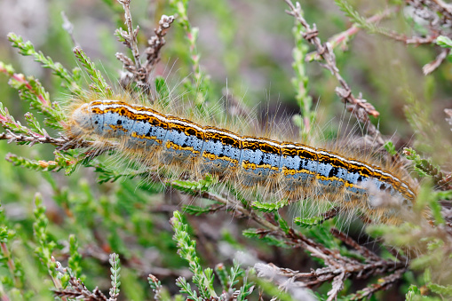 Malacosoma castrense (or Malacosoma castrensis), the ground lackey, is a moth of the family Lasiocampidae. It is a tent caterpillar found in Europe.\nThe length of the forewings is 13–16 mm for males and 17–21 mm for females. The moth flies from June to August, depending on the location.\nThe caterpillars feed on various shrubs and herbaceous plants such as heather, cypress spurge, and Lotus species (source Wikipedia).\n\nThis is a quite common Species in the Netherlands.