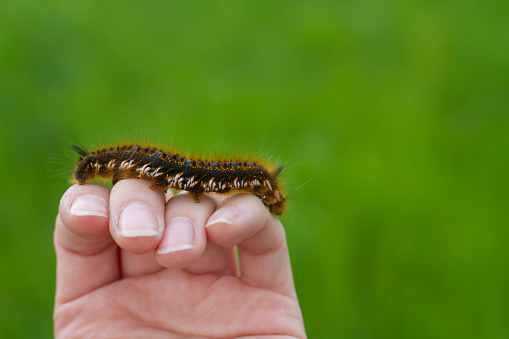 Caterpillar on the palm of a person, a hairy insect, a large black, brown, orange caterpillar crawls on the fingers on the hand on a green background of leaves in summer.