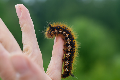 Caterpillar on the palm of a person, a hairy insect, a large black, brown, orange caterpillar crawls on the fingers on the hand on a green background of leaves in summer.