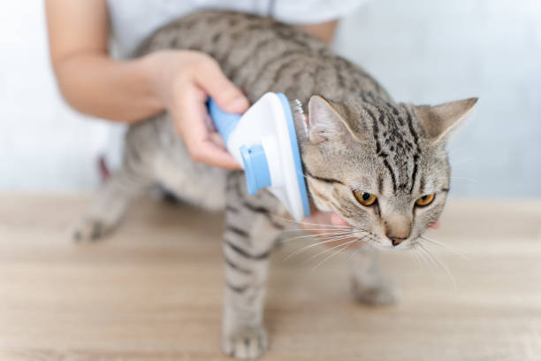 istock Woman combing cat with brush,close up cat face. 1406357564